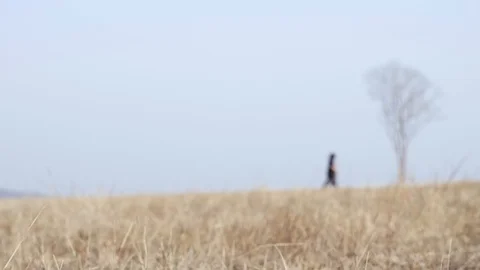 Blur Man Walking with Alone Tree Deciduous Leaf, Dried Grass Field Landscape Stock Footage 128632147