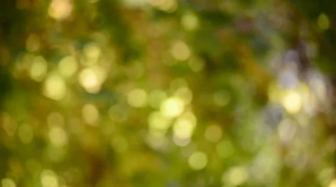 Blur maple leaves background Stock Footage 47726577