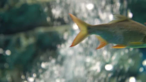 Blur of motion of water and air bubble in aquarium Stock Footage 235435053