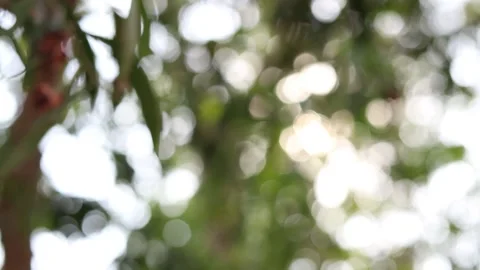 Blur nature background Video stock 169081177