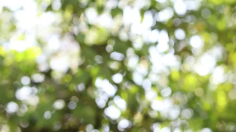 Blur nature background Stock Footage 169081756