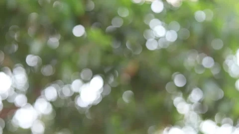 Blur nature background Stock Footage 169081775