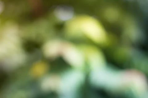 Blur nature background texture for Element of design Stock Photos