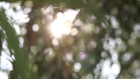 Blur nature light background, bokeh light nature background Video stock 169081233