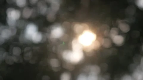 Blur or bokeh with sunlight shining through tree leaves Stock Footage 317287123