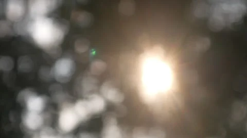 Blur or bokeh with sunlight shining through tree leaves Stock Footage 317287127