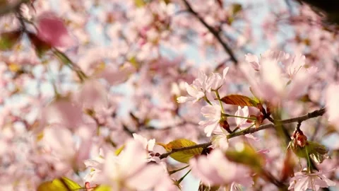 Blur orchard blooming background slow motion. Spring view opening Sakura flowers Stock Footage 270752600