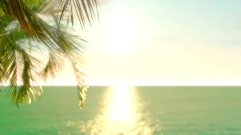 Blur palm leaf on beach with bokeh Stock Footage 94420735