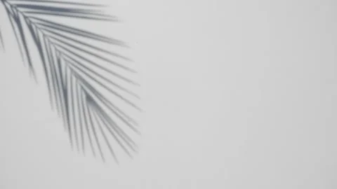 Blur Palm tree shadow on white background Stock Footage 153762842