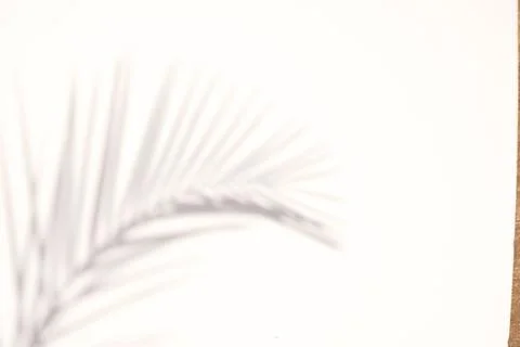 Blur Palm tree shadow on white background Stock Photos