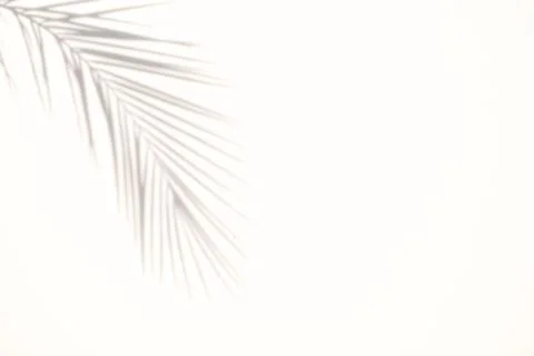 Blur Palm tree shadow on white background Stock Photos