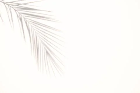 Blur Palm tree shadow on white background Stock-Fotos