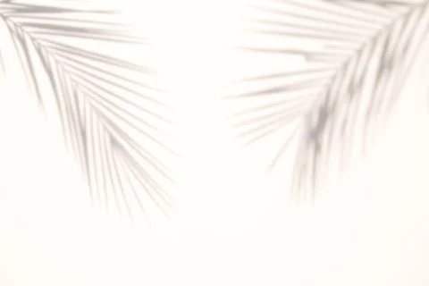 Blur Palm tree shadow on white background Foto stock