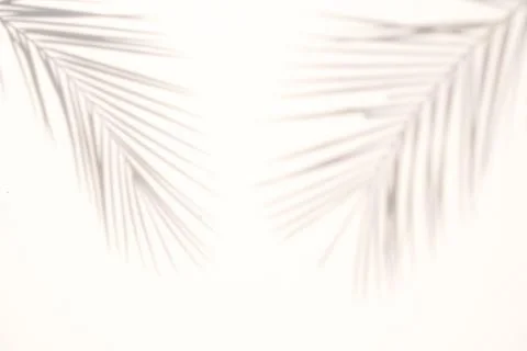 Blur Palm tree shadow on white background Stock Photos