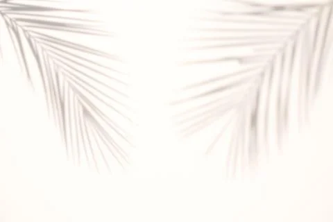 Blur Palm tree shadow on white background Stock Photos