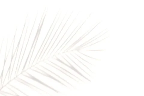 Blur Palm tree shadow on white background Stock Photos