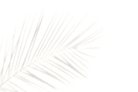 Blur Palm tree shadow on white background Stock Photos