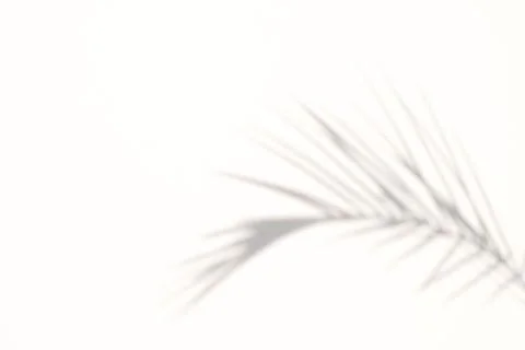 Blur Palm tree shadow on white background Fotos de archivo