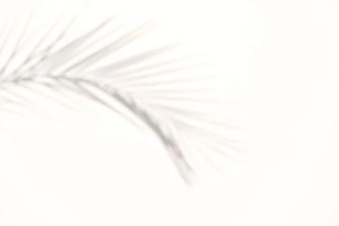 Blur Palm tree shadow on white background Stock Photos