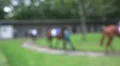 Blur racing horses presentation HD Footage
