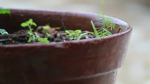 Blur rain drops on a earthen pot being wet and little green leaves. Stock Footage 143798871