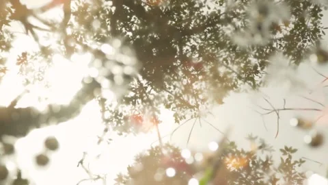 Blur Reflection Tree and Sunlight Sky ,Water Drop made Ripple Water Stock Footage 141183336