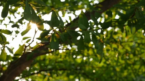 Blur scene, beautiful sunlight through green nature tree in the morning Stock Footage 93587462