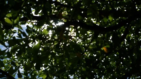 Blur scene, beautiful sunlight through green nature tree in the morning Stock Footage 96581267