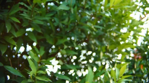 Blur scene, green shrub tree in nature garden Video stock 89770243