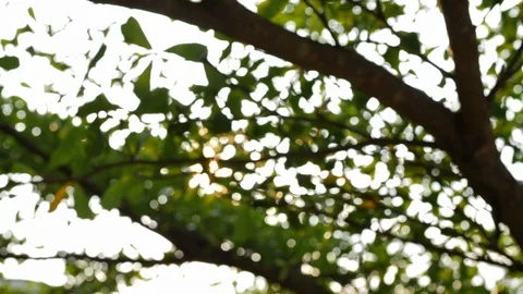 Blur scene, sun light shine through green tree Stock Footage 90488658
