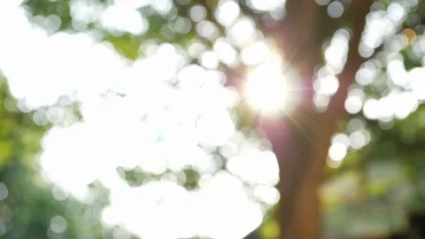 Blur scene, sun light through green tree Stock Footage 89776002