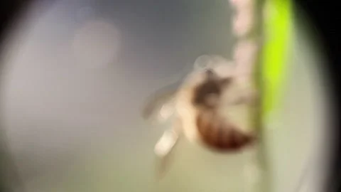 Blur slow motion Flying bee with pollen collecting nectar from purple flower Stock Footage 174959562