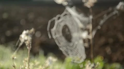 Blur  spider-web and plowed field earth Stock Footage 11888133