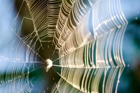 Blur Spiders web for manipulate to trap prey on tree in the garden Stock Photos