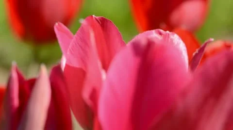 Blur spring tulips colors background Stock Footage 11142268