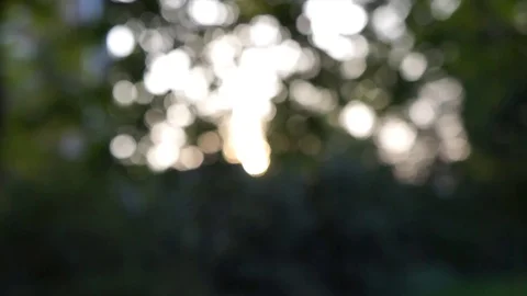 Blur sun behind branches Stock Footage 99389103
