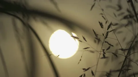 Blur sun with grass Stock Footage 186459234