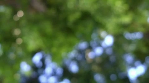 Blur of swaying leaves with abstract pattern Stock Footage 273148197