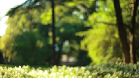Blur texture. Beautiful green park on a summer. Lawn and tall trees Stock Footage 157788073
