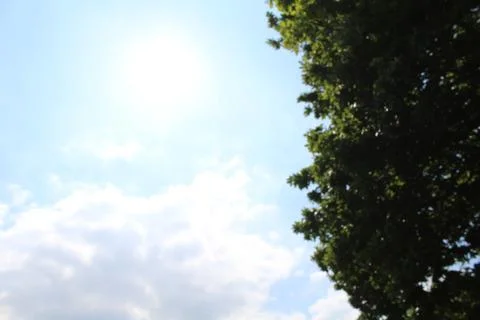 Blur tree and sun background Stock Photos