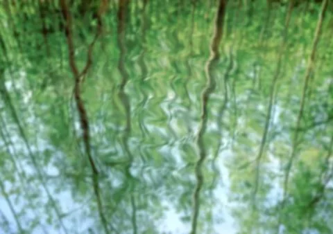 Blur tree reflection on spring water. Natural background. Stock Photos