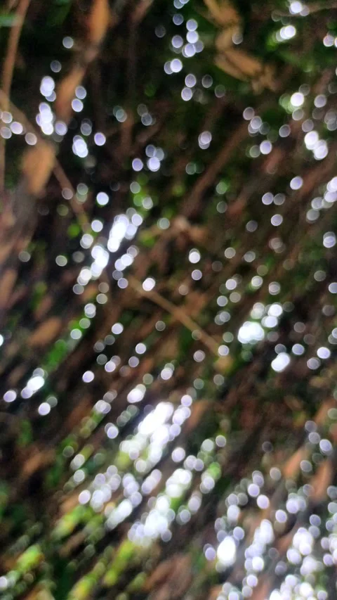 Blur on trees. blur background nature Stock Footage 289227127