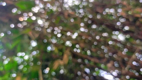 Blur on trees. blur background nature Stock Footage 289227132