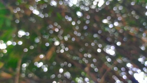 Blur on trees. blur background nature Stock Footage 289488169