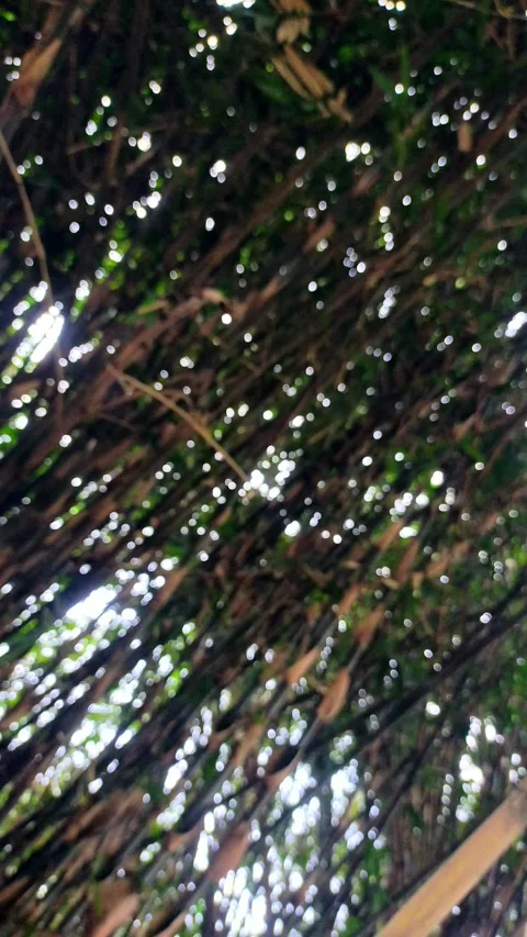 Blur on trees. blur background nature Stock Footage 289488234