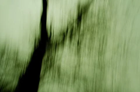 Blur trees in side sun light, sky background Stock Photos