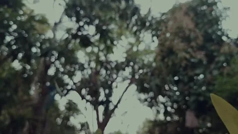 Blur trees video 库存影片 247532697