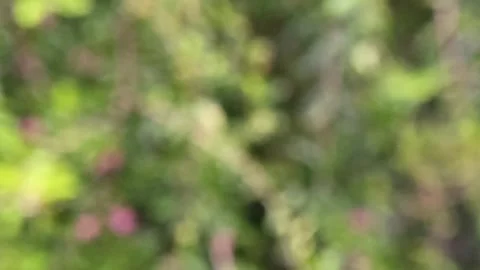 Blur video background of green plants with lots of pink flowers Stock Footage 329167348