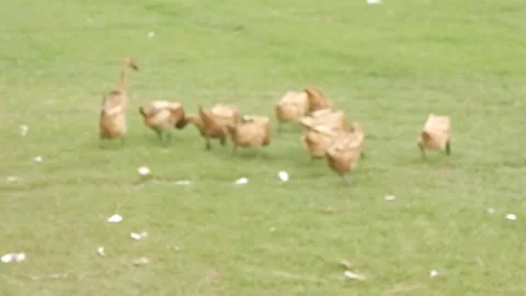 Blur video of a group of ducks looking for food Stock Footage 258228679