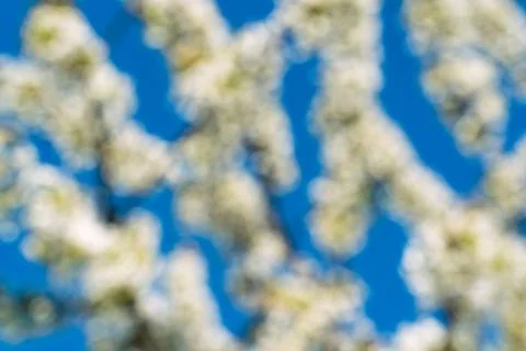 Blured cherry blossoms in spring on blue background Stock Photos